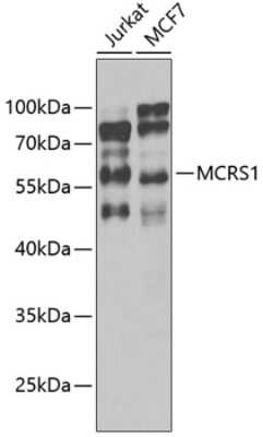 Western Blot: MCRS1 Antibody [NBP3-04840] - Analysis of extracts of various cell lines, using MCRS1 antibody at 1:1000 dilution. Secondary antibody: HRP Goat Anti-Rabbit IgG (H+L) at 1:10000 dilution. Lysates/proteins: 25ug per lane. Blocking buffer: 3% nonfat dry milk in TBST. Detection: ECL Enhanced Kit