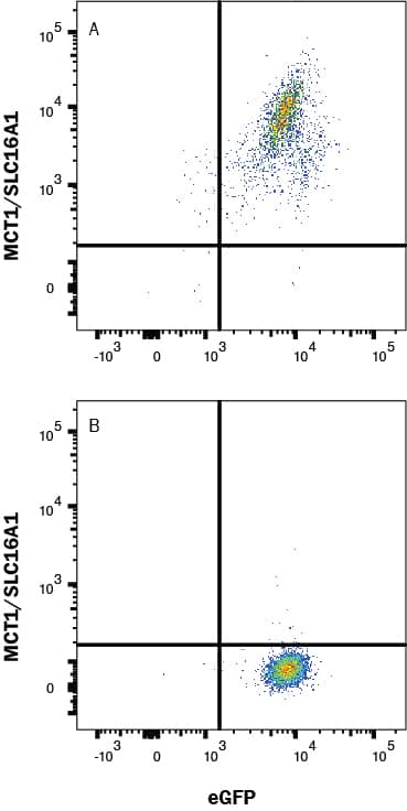 Mouse Anti-Human MCT1/SLC16A1 PE-conjugated Monoclonal Antibody (Catalog # FAB8275P) was detected in (A) HEK293 human embryonic kidney cell line transfected with human MCT1/SLC16A1 and eGFP or (B) Irrelevant transfectants.  Quadrant markers were set based on control antibody staining (IC003P). View our protocol for Staining Membrane-associated Proteins.