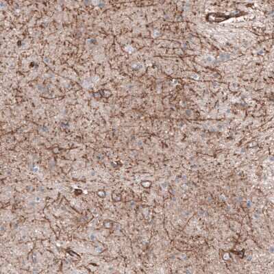 Immunohistochemistry-Paraffin: MCT8/SLC16A2 Antibody [NBP1-89196] - Staining of human cerebral cortex shows moderate  positivity.