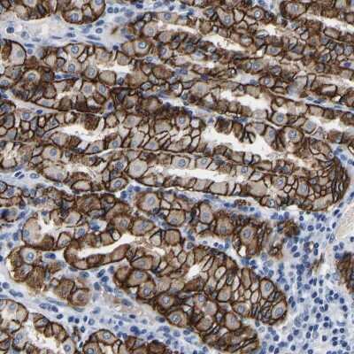 Immunohistochemistry-Paraffin: MCTP1 Antibody [NBP1-83604] - Staining of human stomach shows strong cytoplasmic and membranous positivity in glandular cells.