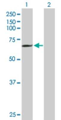 Western Blot: MCTP1 Antibody [H00079772-B01P] - Analysis of MCTP1 expression in transfected 293T cell line by MCTP1 polyclonal antibody.  Lane1:MCTP1 transfected lysate(66 KDa). Lane2:Non-transfected lysate.