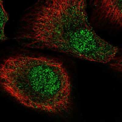 Immunocytochemistry/Immunofluorescence: MCTP2 Antibody [NBP2-57611] - Staining of human cell line HaCaT shows localization to nucleoplasm & cytosol. Antibody staining is shown in green.
