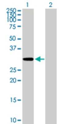Western Blot: MCTP2 Antibody [H00055784-B02P] - Analysis of MCTP2 expression in transfected 293T cell line by MCTP2 polyclonal antibody.  Lane 1: MCTP2 transfected lysate(33.66 KDa). Lane 2: Non-transfected lysate.