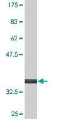 Western Blot: MDFI Antibody (3B4) [H00004188-M07] - detection against Immunogen (34.69 KDa) .