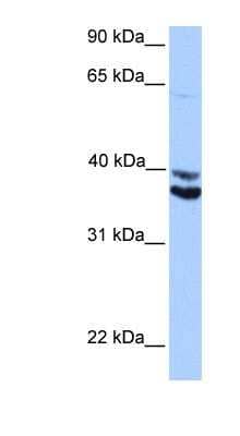 Western Blot: MDFIC Antibody [NBP1-91378] - HepG2 cell lysate, concentration 0.2-1 ug/ml.