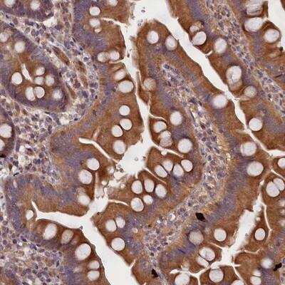 Immunohistochemistry: MDG1 Antibody [NBP1-87732] - Staining of human small intestine shows moderate cytoplasmic positivity in glandular cells.