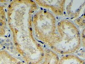 Immunohistochemistry-Paraffin: MDG1 Antibody [NB100-1407] (4ug/ml) staining of paraffin embedded Human Kidney. Steamed antigen retrieval with citrate buffer pH 6, HRP-staining.