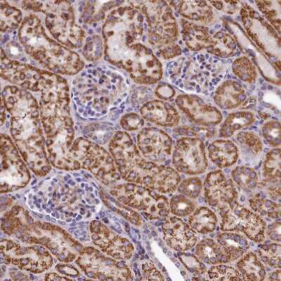 Immunohistochemistry-Paraffin: MDG1 Antibody [NBP1-87731] - Staining of human kidney shows strong granular cytoplasmic positivity in cells in tubules.