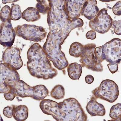 Immunohistochemistry-Paraffin: MDG1 Antibody [NBP1-87731] - Staining of human placenta shows strong granular cytoplasmic positivity in trophoblastic cells.