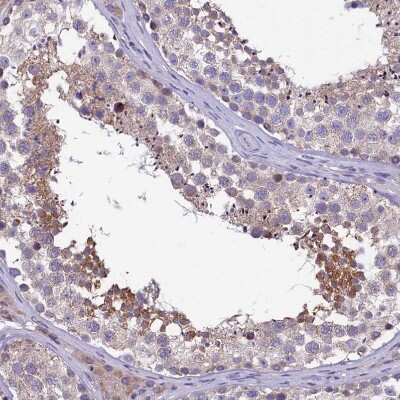 Immunohistochemistry-Paraffin: MDG1 Antibody [NBP1-87731] - Staining of human testis shows moderate granular cytoplasmic positivity in cells in seminiferous ducts.