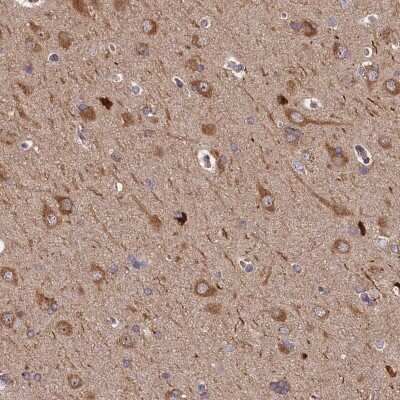 Immunohistochemistry-Paraffin: MDG1 Antibody [NBP1-87732] - Staining of human cerebral cortex shows positivity in neurons.