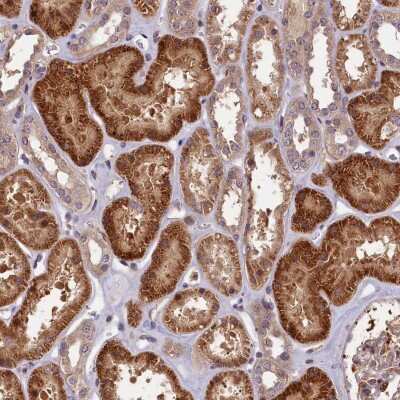 Immunohistochemistry-Paraffin: MDG1 Antibody [NBP1-87732] - Staining of human kidney shows positivity in cells in tubules.