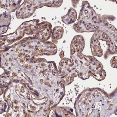 Immunohistochemistry-Paraffin: MDG1 Antibody [NBP1-87732] - Staining of human placenta shows positivity in trophoblastic cells.
