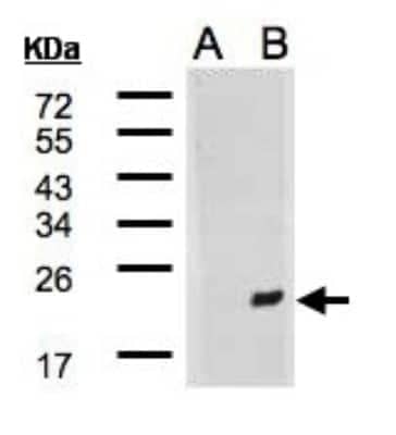 Western Blot: MDG1 Antibody [NBP2-17246] - Western Blot analysis of DNAJB9 expression in transfected 293T cell line by DNAJB9 polyclonal antibody. A: Non-transfected lysate. B: DNAJB9 transfected lysate. 12% SDS PAGE gel, diluted at 1:500.