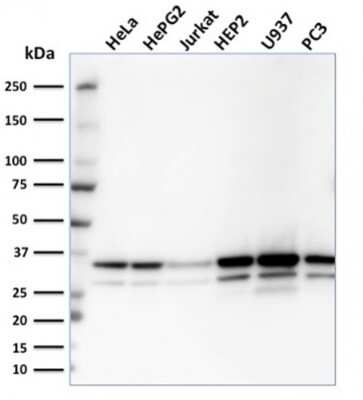 Western Blot: MDH1 Antibody (CPTC-MDH1-1) - Azide and BSA Free [NBP3-08427] - Western Blot Analysis of HeLa, HepG2, Jurkat, HEP2, U937, PC3 cell lysates using MDH1 Mouse Monoclonal Antibody (CPTC-MDH1-1).
