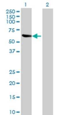 Western Blot MDH1B Antibody - Azide and BSA Free