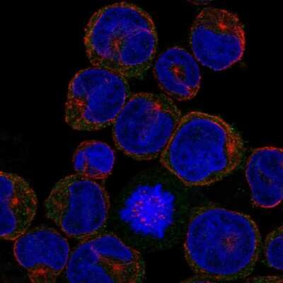 Immunocytochemistry/Immunofluorescence: MDL-1/CLEC5A Antibody [NBP2-68708] - Staining of human cell line NB-4 shows localization to plasma membrane & cytosol.