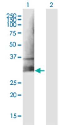 Western Blot: MDL-1/CLEC5A Antibody [H00023601-B01P] - Analysis of CLEC5A expression in transfected 293T cell line by CLEC5A polyclonal antibody.  Lane 1: CLEC5A transfected lysate(20.68 KDa). Lane 2: Non-transfected lysate.