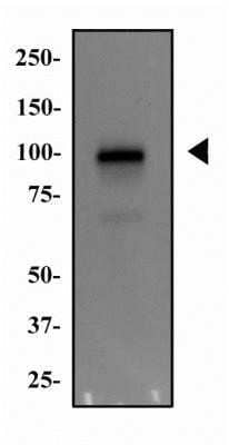 Western Blot: MDM2/HDM2 Antibody (SMP14) - Azide and BSA Free [NBP2-80845] - Daudi whole cell protein was separated by SDS-PAGE on a 7.5% gel and transferred to PVDF membrane. The membrane was probed with anti-MDM2 antibody at 2 ug/ml and detected with an anti-mouse HRP secondary antibody using chemiluminescence. Image from the standard format of this antibody.