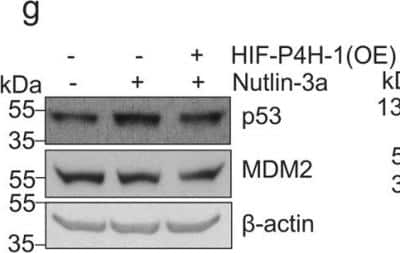 Western Blot: MDM2/HDM2 Antibody [NBP2-17247] - Lack of HIF-P4H-1 increases the amount of p53. Western blot analysis of p53 and MDM2/HDM2 in wt MEFs treated with 10 uM nutlin-3a for 24 h with or without overexpression of human HIF-P4H-1 (OE). Anti-beta-actin (NB600-501 1:20 000) Image collected and cropped by CiteAb from the following publication (www.nature.com/articles/s41598-017-17376-0) licensed under a CC-BY license.