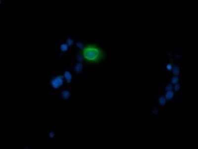 Immunocytochemistry/Immunofluorescence: MDMX Antibody (OTI4G5) - Azide and BSA Free [NBP2-72605] - Analysis  of COS7 cells transiently transfected by pCMV6-ENTRY MDM4.