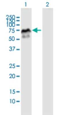 Western Blot: MDMX Antibody [H00004194-B01P] - Analysis of MDM4 expression in transfected 293T cell line by MDM4 polyclonal antibody.  Lane 1: MDM4 transfected lysate(53.9 KDa). Lane 2: Non-transfected lysate.