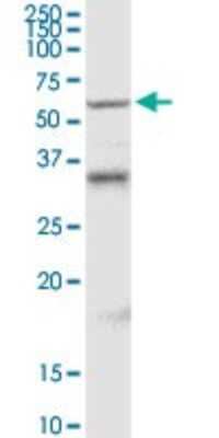 Western Blot: MDMX Antibody [H00004194-D01P] - Analysis of MDM4 expression in mouse testis.