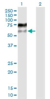 Western Blot: MDMX Antibody [H00004194-D01P] - Analysis of MDM4 expression in transfected 293T cell line by MDM4 polyclonal antibody.Lane 1: MDM4 transfected lysate(54.90 KDa).Lane 2: Non-transfected lysate.