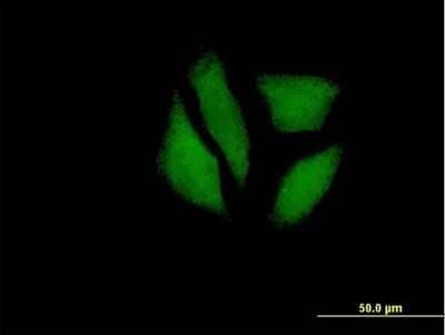 Immunocytochemistry/ Immunofluorescence MDP1 Antibody - Azide and BSA Free
