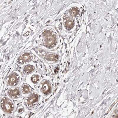 Immunohistochemistry: MDP1 Antibody [NBP1-83431] - Staining of human breast shows moderate cytoplasmic positivity in glandular cells.