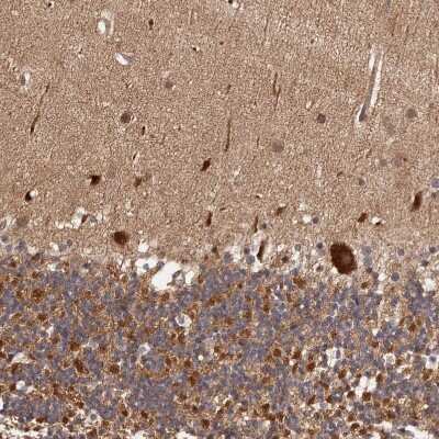 Immunohistochemistry-Paraffin: MDP1 Antibody [NBP1-83431] - Staining of human cerebellum shows strong cytoplasmic positivity in Purkinje cells.