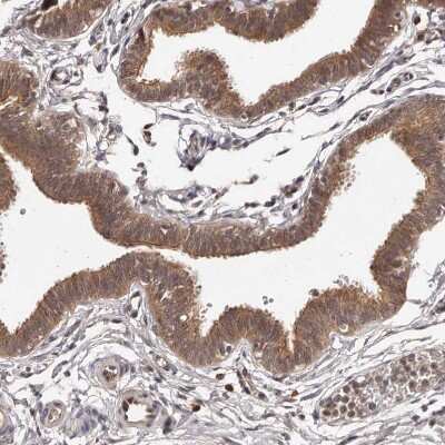 Immunohistochemistry-Paraffin: MDP1 Antibody [NBP1-83431] - Staining of human fallopian tube shows moderate cytoplasmic positivity in glandular cells.