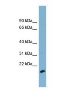 Western Blot MDP1 Antibody - BSA Free