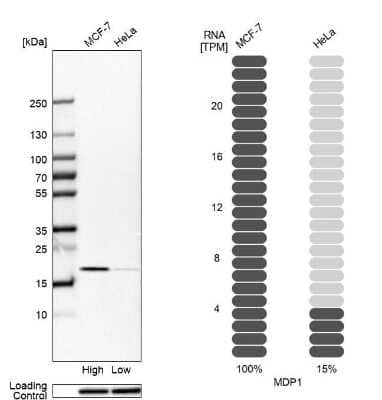 Western Blot: MDP1 Antibody [NBP1-83431] - Analysis in human cell lines MCF-7 and HeLa using anti-MDP1 antibody. Corresponding MDP1 RNA-seq data are presented for the same cell lines. Loading control: anti-HSP90B1.
