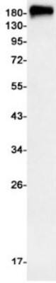 Western Blot: MDR1/ABCB1 Antibody (S02-6B2) [NBP3-20044] - Western blot detection of MDR1/ABCB1 in Hela cell lysates using NBP3-20044 (1:1000 diluted). Predicted band size: 142kDa. Observed band size: 130-180kDa.