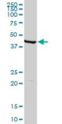 Western Blot: MDS028 Antibody [H00055846-B01P] - Analysis of MDS028 expression in human kidney.