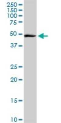 Western Blot: MDS028 Antibody [H00055846-D01P] - Analysis of ITFG2 expression in A-431.