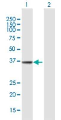 Western Blot: MECR Antibody [H00051102-B01P] - Analysis of MECR expression in transfected 293T cell line by MECR polyclonal antibody.  Lane 1: MECR transfected lysate(41.03 KDa). Lane 2: Non-transfected lysate.