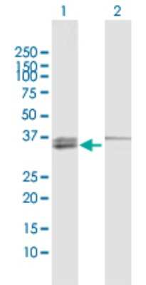 Western Blot: MECR Antibody [H00051102-D01P] - Analysis of MECR expression in transfected 293T cell line by MECR polyclonal antibody.Lane 1: MECR transfected lysate(40.50 KDa).Lane 2: Non-transfected lysate.
