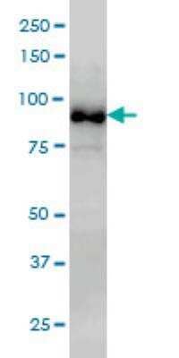 Western Blot: MED15 Antibody (4A4) [H00051586-M02] - Western Blot analysis of PCQAP expression in Hela NE ( Cat # L013V3 ).