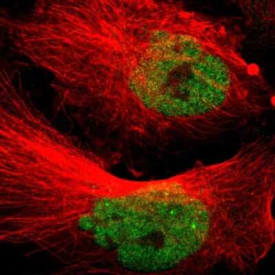 Immunocytochemistry/Immunofluorescence: MED15 Antibody [NBP1-89018] - Immunofluorescent staining of human cell line U-251 MG shows localization to nucleoplasm.