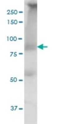 Western Blot: MED16 Antibody (2B7) [H00010025-M02] - THRAP5 monoclonal antibody (M02), clone 2B7. Analysis of MED16 expression in PC-12.