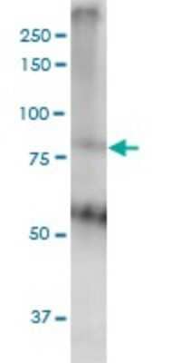 Western Blot: MED16 Antibody (2B7) [H00010025-M02] - THRAP5 monoclonal antibody (M02), clone 2B7. Analysis of MED16 expression in A-431.