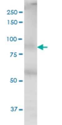 Western Blot: MED16 Antibody (2B7) [H00010025-M02] - THRAP5 monoclonal antibody (M02), clone 2B7. Analysis of MED16 expression in NIH/3T3.