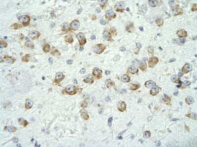 Immunohistochemistry-Paraffin: MED17 Antibody [NBP3-10313] - Immunohistochemical analysis of paraffin-embedded human neural cell tissue.