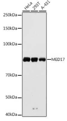 Western Blot: MED17 Antibody [NBP3-04651] - Western blot analysis of extracts of various cell lines, using MED17 antibody (NBP3-04651) at 1:1000 dilution. Secondary antibody: HRP Goat Anti-Rabbit IgG (H+L) at 1:10000 dilution. Lysates/proteins: 25ug per lane. Blocking buffer: 3% nonfat dry milk in TBST. Detection: ECL Basic Kit. Exposure time: 10s.