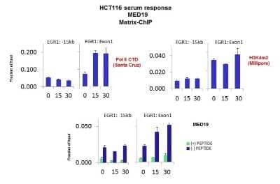 Chromatin Immunoprecipitation: MED19 Antibody [NBP2-87792] - Quiescent human colon carcinoma HCT116 cultures were treated with 10% FBS for three time points (0, 15, 30min) or (0, 30, 60min) were used in Matrix-ChIP and real-time PCR assays at EGR1 gene (Exon1) and 15kb upstream site.