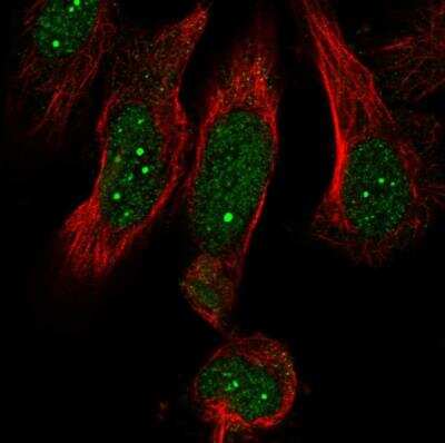 Immunocytochemistry/Immunofluorescence: MED19 Antibody [NBP1-81320] - Staining of human cell line U-251 MG shows localization to nucleus & nuclear bodies. Antibody staining is shown in green.