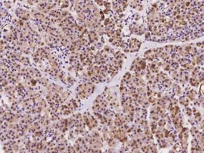 Immunohistochemistry-Paraffin: MED19 Antibody [NBP2-97489] - Staining of human MED19 in human pancreas with rabbit polyclonal antibody at 1:100 dilution. 
