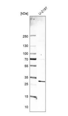 Western Blot MED19 Antibody - BSA Free